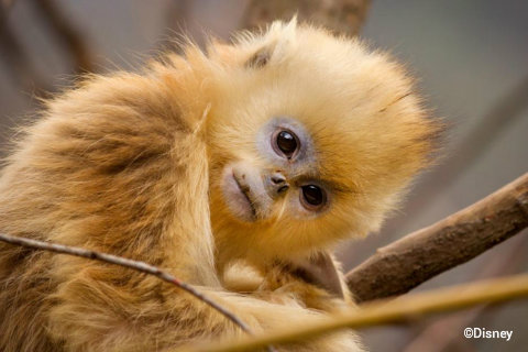 disneynature-born-in-china-tao-tao-golden-snub-nosed-monkey.jpg