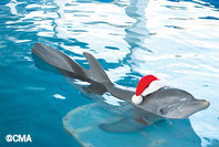 dolphin-tale-2-winter-holiday-camps.jpg