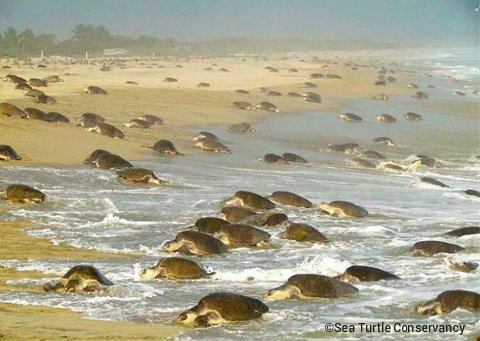 sea-turtle-conservancy-coming-ashore.jpg