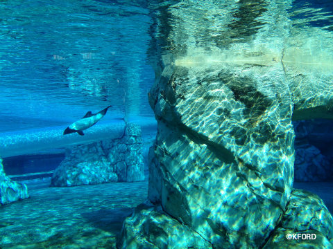 seaworld-aquatica-commersons-dolphins.jpg