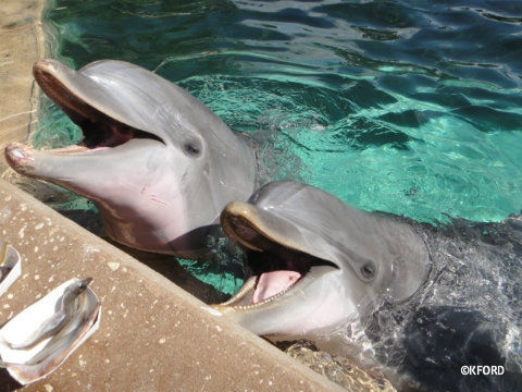 seaworld-dolphin-feeding.jpg
