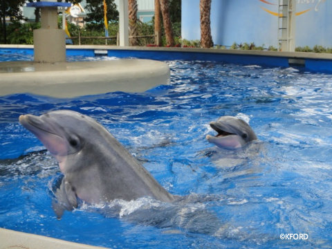 seaworld-dolphin-nursery.jpg