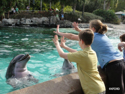 seaworld-dolphins-up-close-tour.jpg