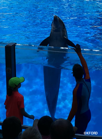 seaworld-orlando-dolphin-days-child-interaction.jpg