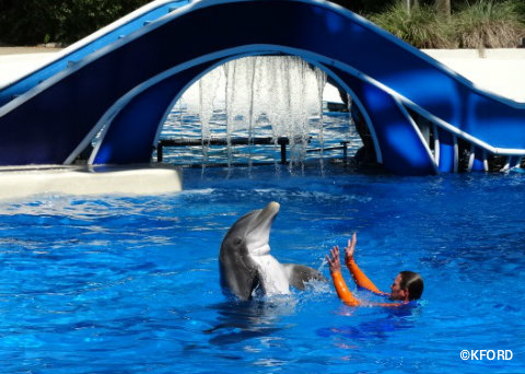 seaworld-orlando-dolphin-days-trainer-dolphin-dancing.jpg