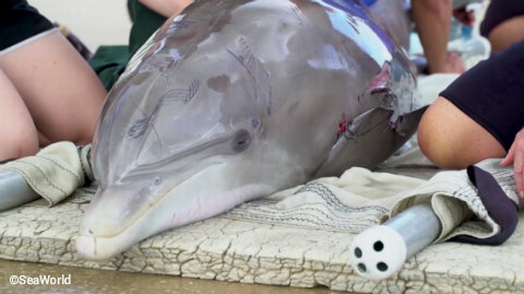 seaworld-orlando-rescued-dolphin-shark-attack.jpg