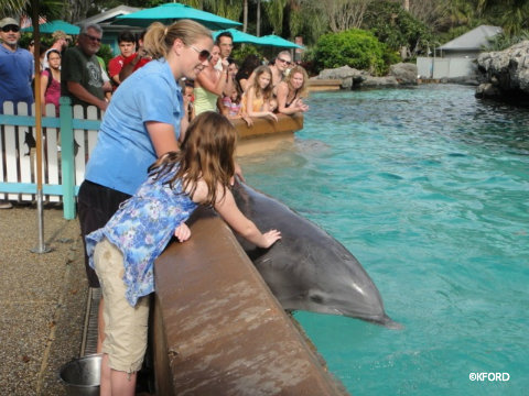 seaworld-petting-dolphin.jpg