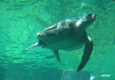 seaworld-turtletrek-swimming-turtle.jpg