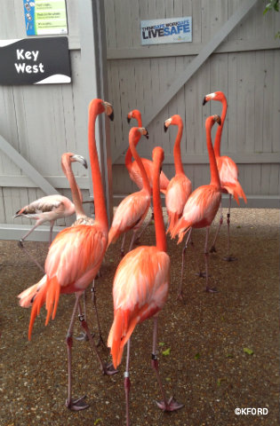 seaworld-wild-days-flamingos-head-out.jpg