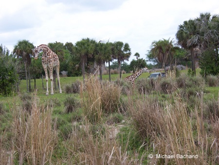 Standing giraffes