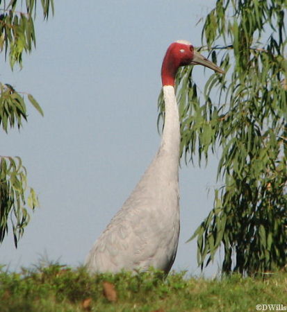 Saurus Crane