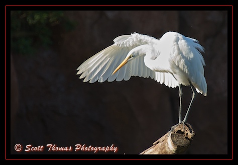 Great White Egret near Arusha Rock, the Animal Kingdom Lodge's viewing area, Walt Disney World, Orlando, Florida