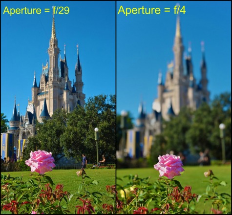 Aperture examples in the All American Rose Garden in the Magic Kingdom, Walt Disney World, Orlando, Florida.