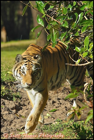 Asian Tiger on the prowl on the Maharajah Jungle Trek in Disney's Animal Kingdom, Walt Disney World, Orlando, Florida