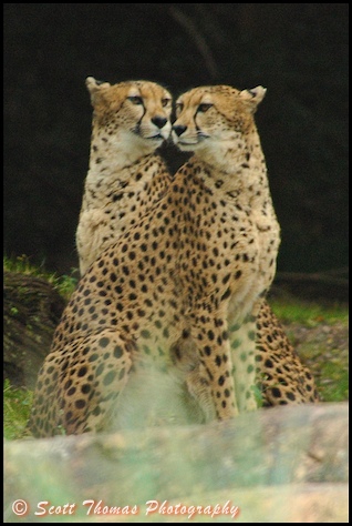 Pair of Cheetahs seen on the Kilimanjaro Safari adventure in Disney's Animal Kingdom, Walt Disney World, Orlando, Florida