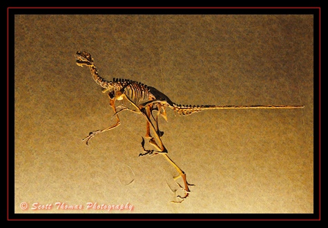Skeleton of a Dromaeosaurus in the queue for Dinosaur in Disney's Animal Kingdom, Walt Disney World, Orlando, Florida