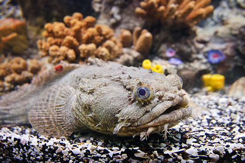 Aquarium Fish in Epcot