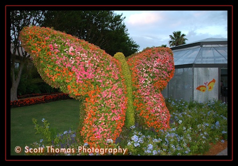 Butterfly topiary at Epcot's Flower & Garden Festival, Walt Disney World, Orlando, Florida
