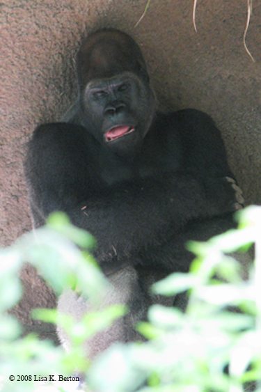 gorilla_sleeping.jpg