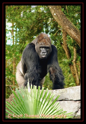 The alpha male gorilla as seen from the Pangani Forest Exploration Trail in Disney's Animal Kingdom, Walt Disney World, Orlando, Florida