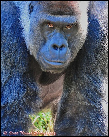 Male gorilla portrait on the Pangani Forest Exploration Trail in Disney's Animal Kingdom, Walt Disney World, Orlando, Florida