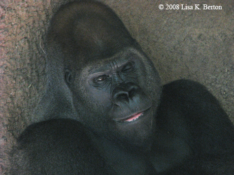 gorilla_winking.jpg