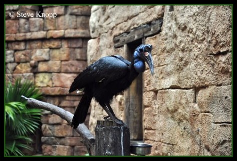 Abyssinian Ground Hornbill in the Flights of Wonder at Disney's Animal Kingdom, Walt Disney World, Orlando Florida.