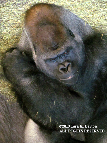 lkb-Safari-Gorilla-face.jpg