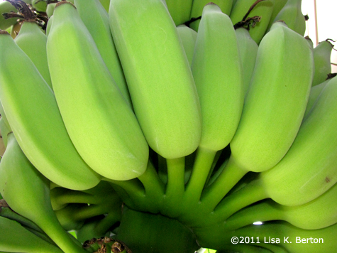 lkb-SeedsTour-Bananas.jpg