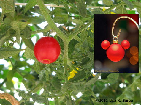 lkb-SeedsTour-Tomato2.jpg