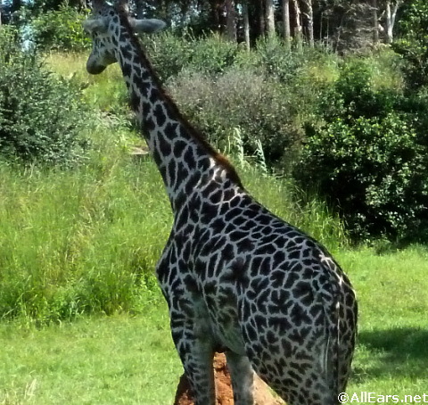 masai-giraffe.jpg