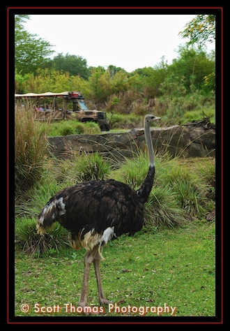 Ostrich seen on a Kilimanjaro Safari in Disney's Animal Kingdom, Walt Disney World, Orlando, Florida