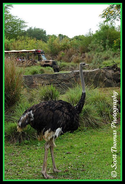 Ostrich seen on Disney's Animal Kingdom's Kilimanjaro Safari, Walt Disney World, Orlando, Florida