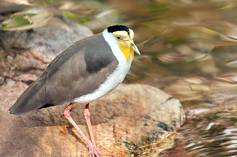  New Guinea Masked Plover 