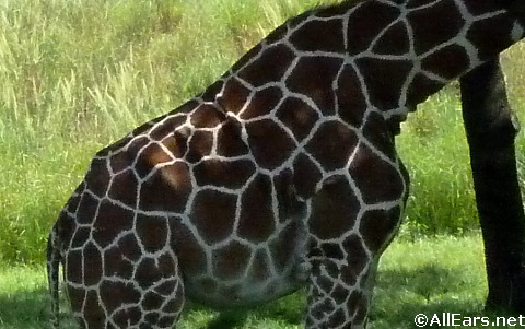 reticulated-girafe.jpg