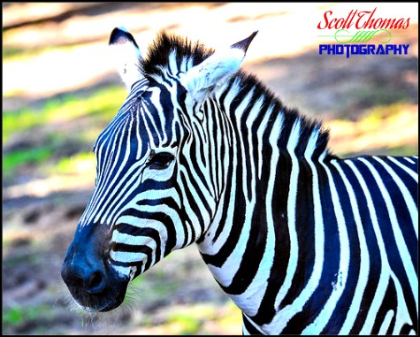 Grant's Zebra photographed on the Kilimanjaro Safari at Disney's Animal Kingdom, Walt Disney World, Orlando, Florida