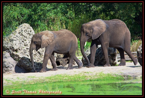 Two young African elephants photographed on the Kilimanjaro Safari through the Harambe Reserve of Africa in Disney's Animal Kingdom, Walt Disney World, Orlando, Florida