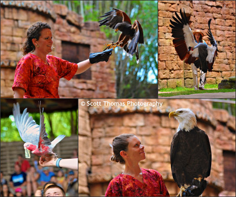 Birds of the Flights of Wonder show in Disney's Animal Kingdom, Walt Disney World, Orlando, Florida