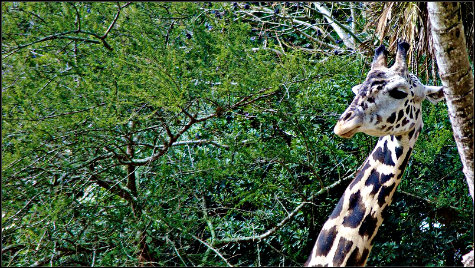 Reticulated Giraffe photographed on Disney's Kilimanjaro Safari in the Animal Kingdom, Walt Disney World, Orlando, Florida