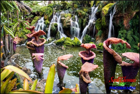 Waterfalls and flowers along the Valley of Mo'ara in Pandora at Disney's Animal Kingdom, Walt Disney World, Orlando, Florida