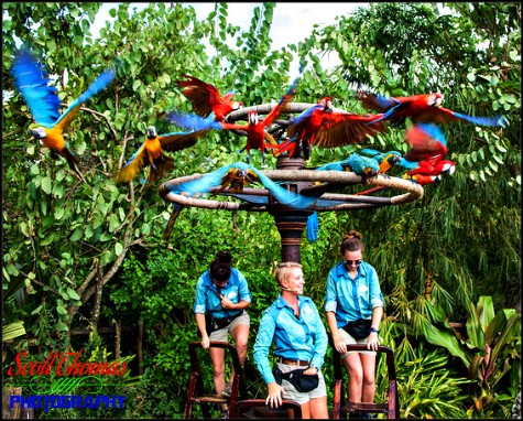 Macaws fly in Winged Encounters - The Kingdom Takes Flight on Discovery Island in Disney's Animal Kingdom, Walt Disney World, Orlando, Florida