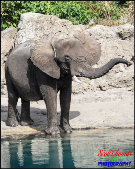 African Elephant on the Kilimanjaro Safari in Disney's Animal Kingdom, Walt Disney World, Orlando, Florida
