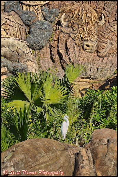 Snowy Egret at the base of the Tree of Life on Discovery Island in Disney's Animal Kingdom, Walt Disney World, Orlando, Florida