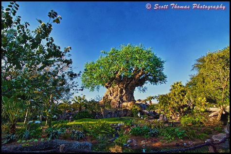 New view of the Tree of Life at Disney's Animal Kingdom, Walt Disney World, Orlando, Florida