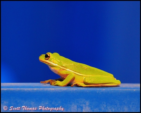 Green Treefrog (Hyla cinerea) on a railing at the All Star Sports resort, Walt Disney World, Orlando, Florida.