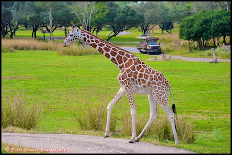 A reticulated giraffe walking near the viewing platform on the Wild Africa Trek in Disney's Animal Kingdom, Walt Disney World, Orlando, Florida.