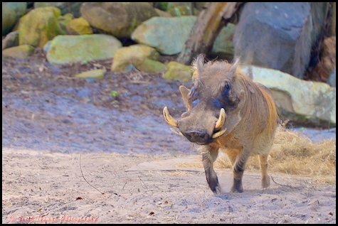 Warthog photographed on the Wild Africa Trek in Disney's Animal Kingdom, Walt Disney World, Orlando, Florida.