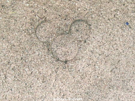 Cement Hidden Mickey