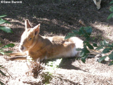 Patagonian Cavy 