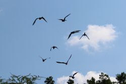 Winged Encounters Birds of Flight Animal Kingdom